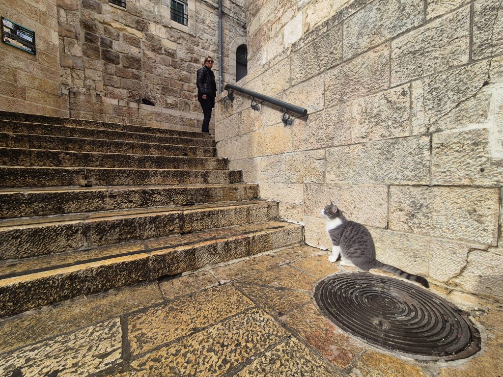 Cats own the Old Town